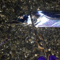 石津、太刀魚好調